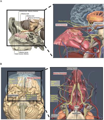 Seven-tesla magnetic resonance imaging of the nervus terminalis, olfactory tracts, and olfactory bulbs in COVID-19 patients with anosmia and hypogeusia